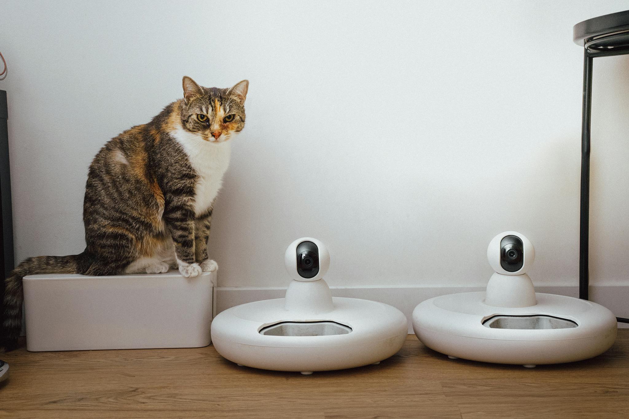 A domestic cat sits near smart home security cameras in a modern indoor setting.